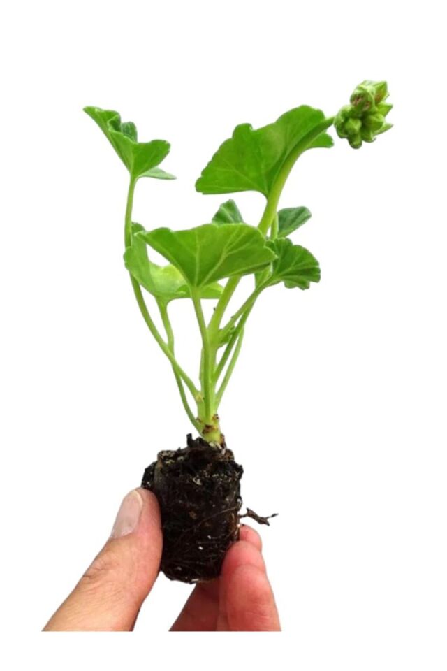 Sardunya Pelargonium 15-20 cm koyu kırmızı mini boy   cm /şuan çiçeksizdir