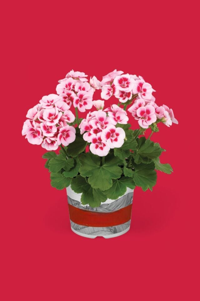 Sardunya Pelargonium 15-20 cm çift renk pembe mini boy   cm /şuan çiçeksizdir