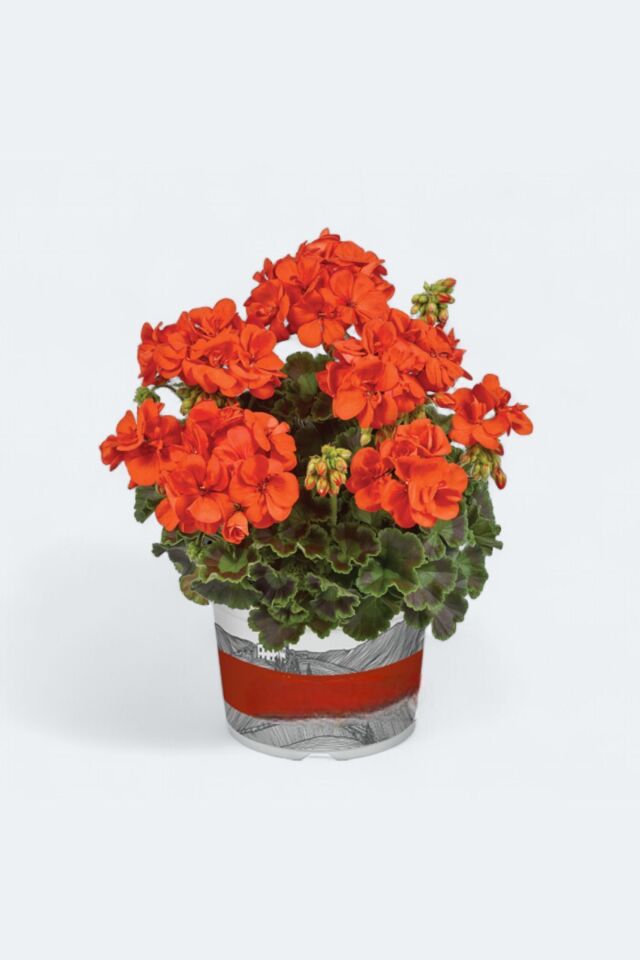 Sardunya Pelargonium açık turuncu mini boy 15-18cm /şuan çiçeksizdir