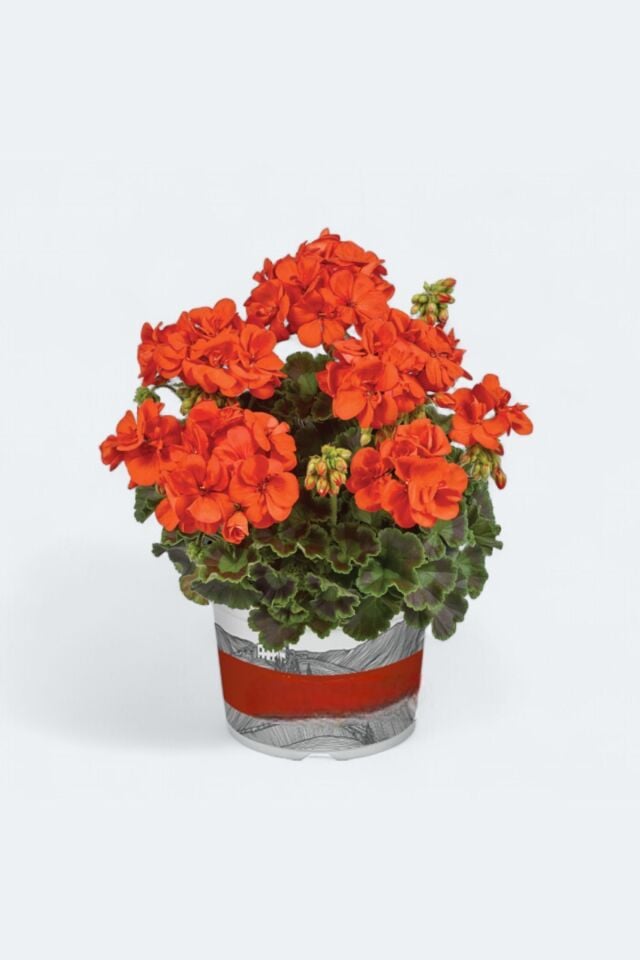 Sardunya Pelargonium açık turuncu mini boy 15-18cm /şuan çiçeksizdir