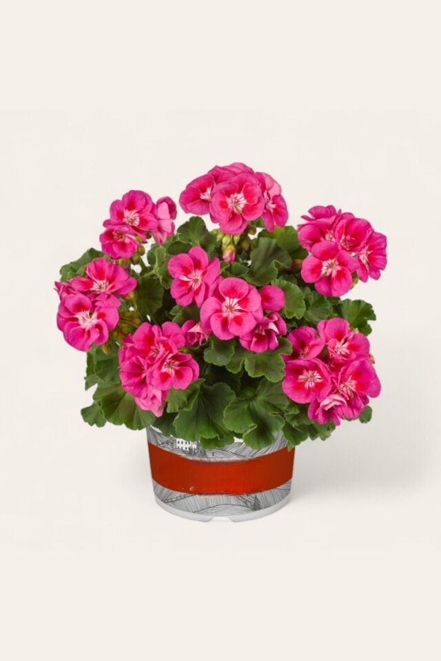 Sardunya Pelargonium koyu pembe  renk   mini boy 15-18cm /şuan çiçeksizdir