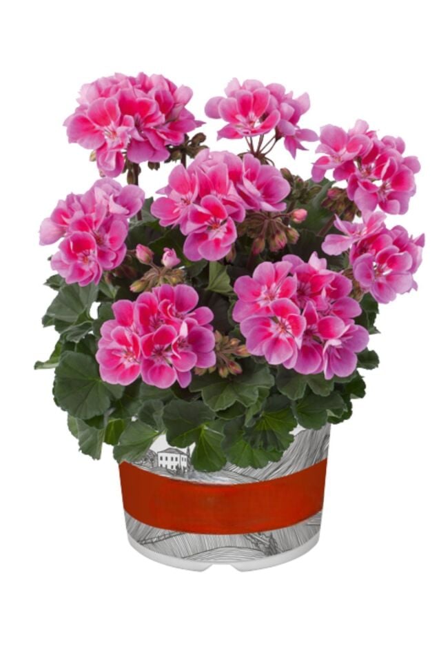 Sardunya Pelargonium pembe  mini boy 15-18cm /şuan çiçeksizdir