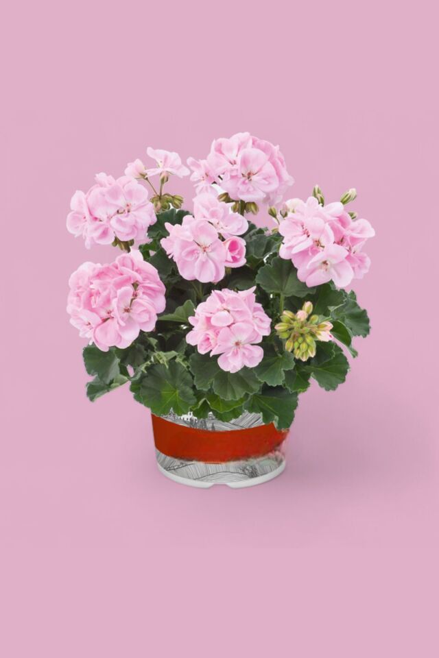 Sardunya Pelargonium uçuk pembe fide mini boy 15-17cm /şuan çiçeksizdir