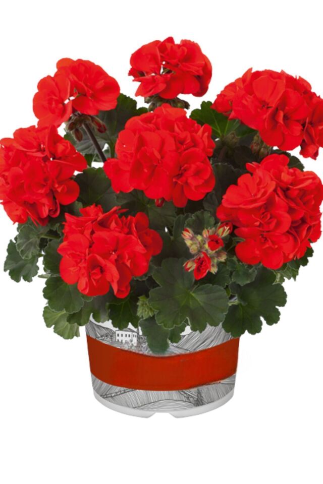 Sardunya Pelargonium kırmızı renk fide mini boy 15-17cm /şuan çiçeksizdir