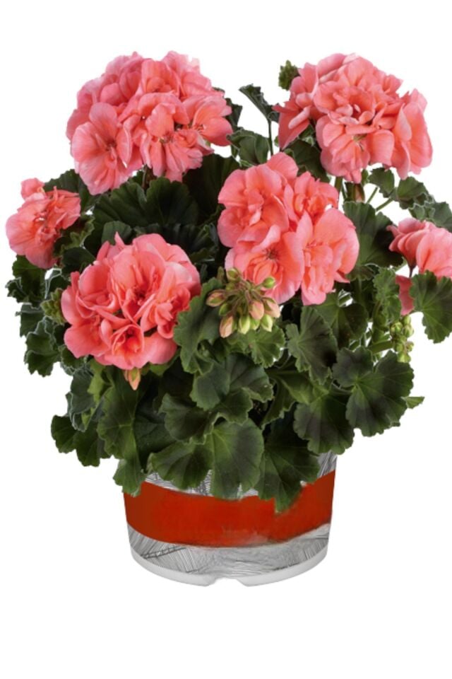 Sardunya  Pelargonium yavruağzı renk  fide mini boy 15-17cm /şuan çiçeksizdir