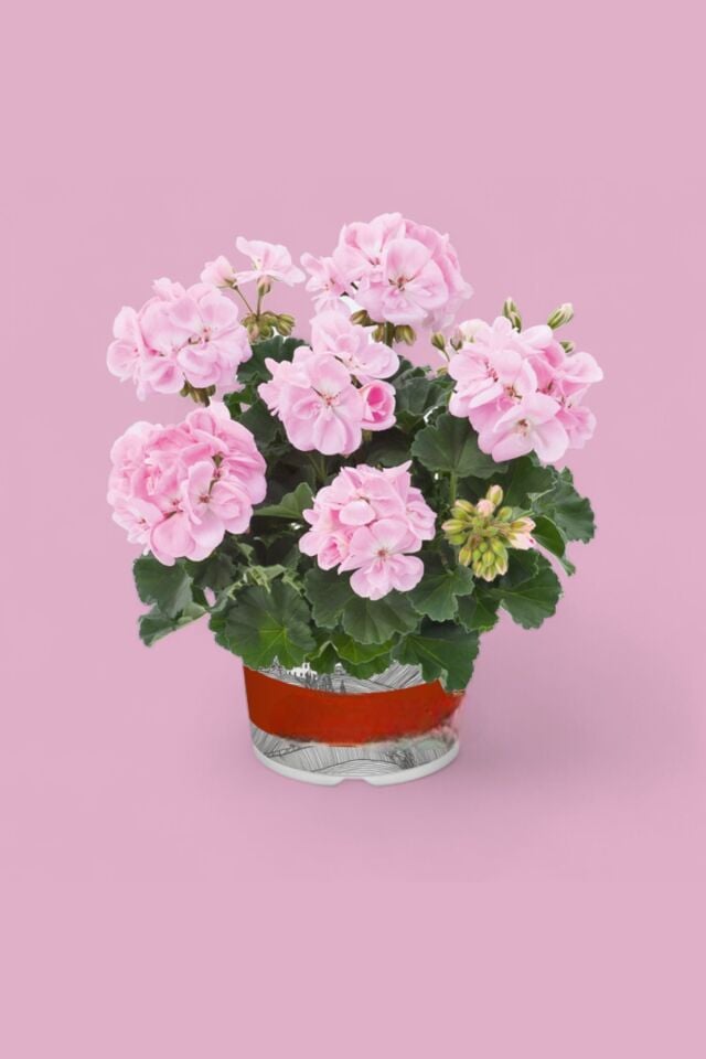Sardunya Pelargonium 15-20 cm çift renk koyu renkler mini boy   cm /şuan çiçeksizdir