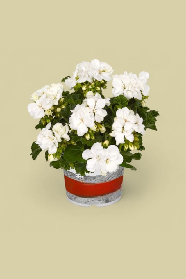 Sardunya Pelargonium 15-20 cm beyaz  mini boy   cm /şuan çiçeksizdir