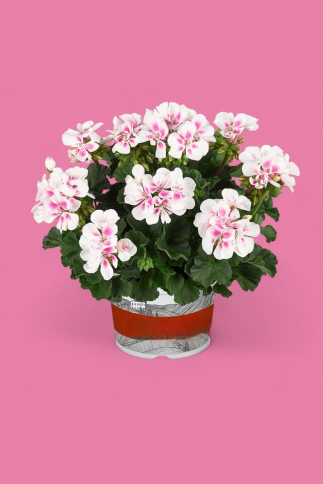 Sardunya Pelargonium çift renk   mini boy 15-18cm /şuan çiçeksizdir