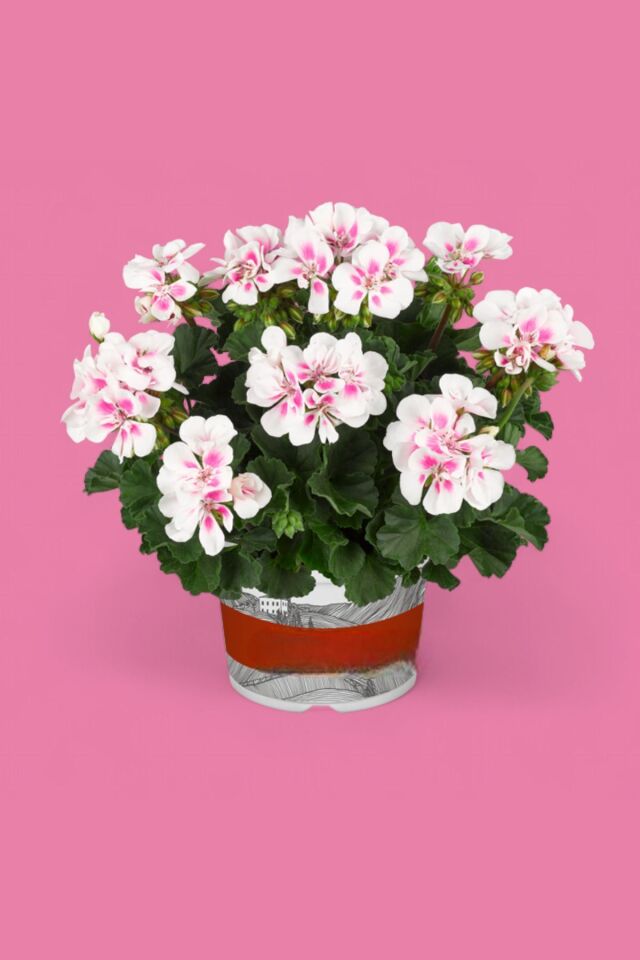Sardunya  Pelargonium beyaz pembe fide mini boy 15-17cm /şuan çiçeksizdir