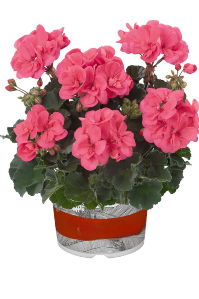 Sardunya  Pelargonium açık pembe fide mini boy 15-17cm /şuan çiçeksizdir