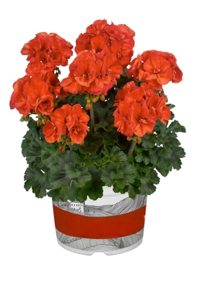 Sardunya  Pelargonium fide  turuncu 10 15 cm  şu an çiçeksizdir