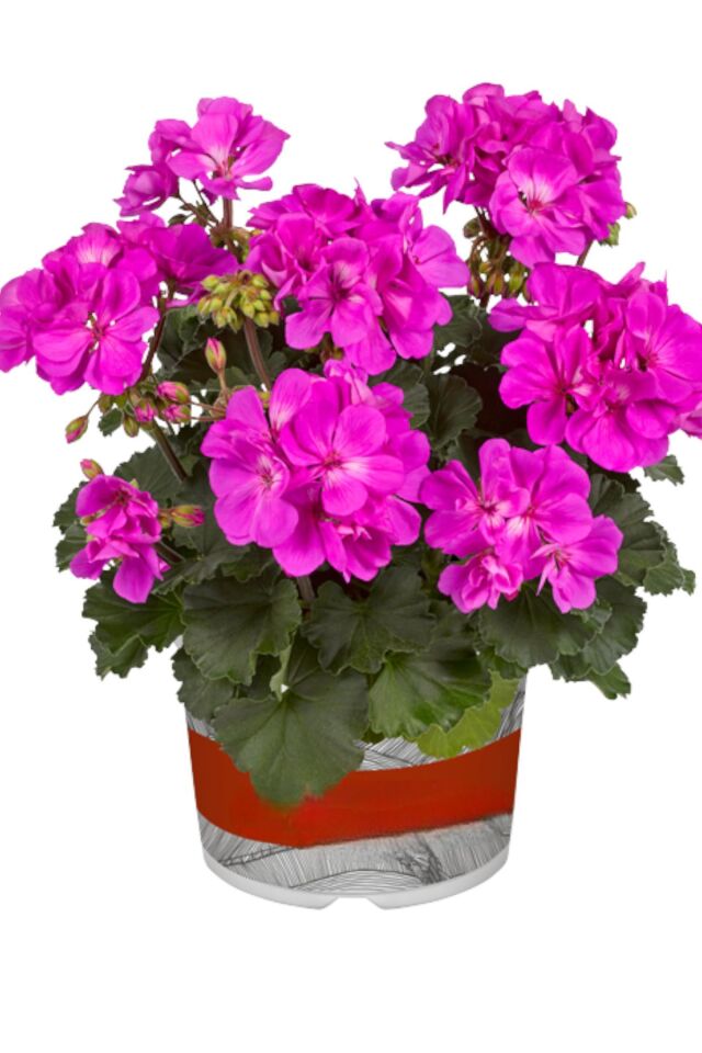Sardunya  Pelargonium