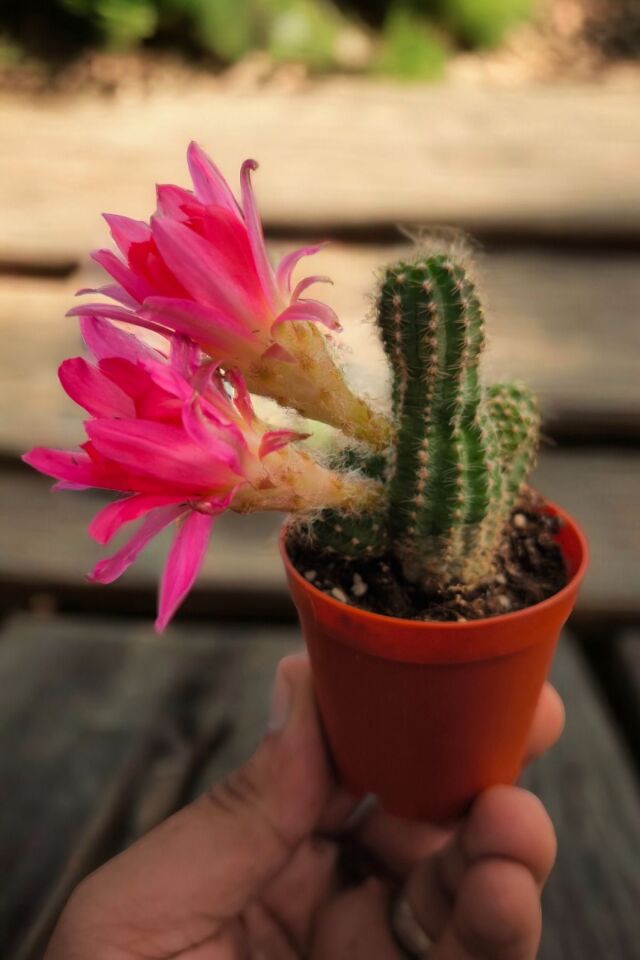 Pembe çiçekli özel çiçek mini 5.5cm /şuan  çiçeksizdir