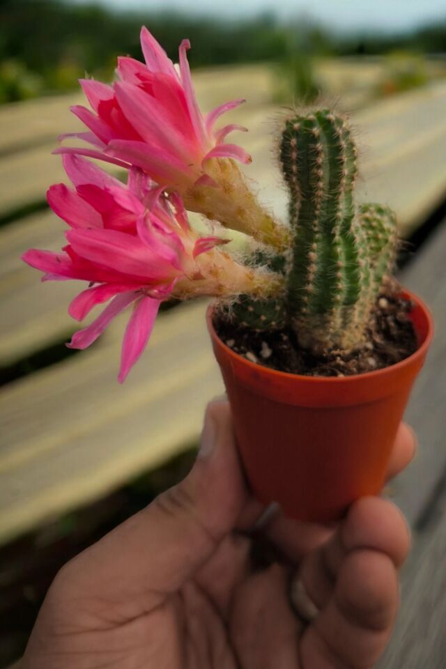 Pembe çiçekli özel çiçek mini 5.5cm /şuan  çiçeksizdir