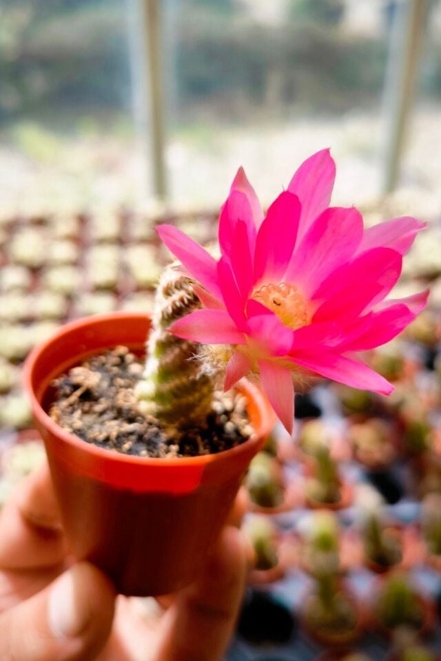 Pembe çiçekli özel çiçek mini 5.5cm /şuan  çiçeksizdir