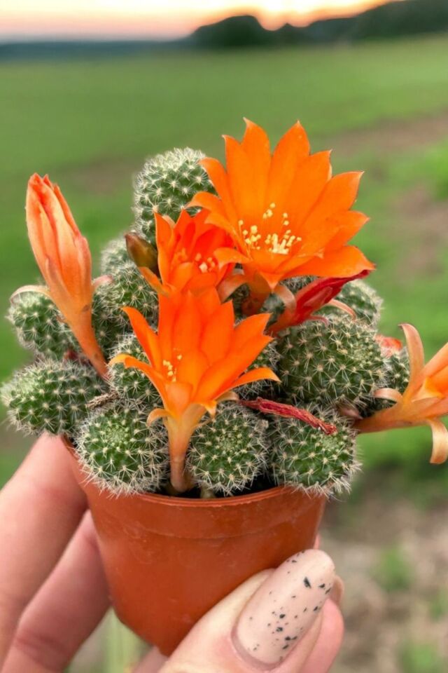 Bodur mini Rebutia pulvınosa turuncu hayat 9-10cm mini