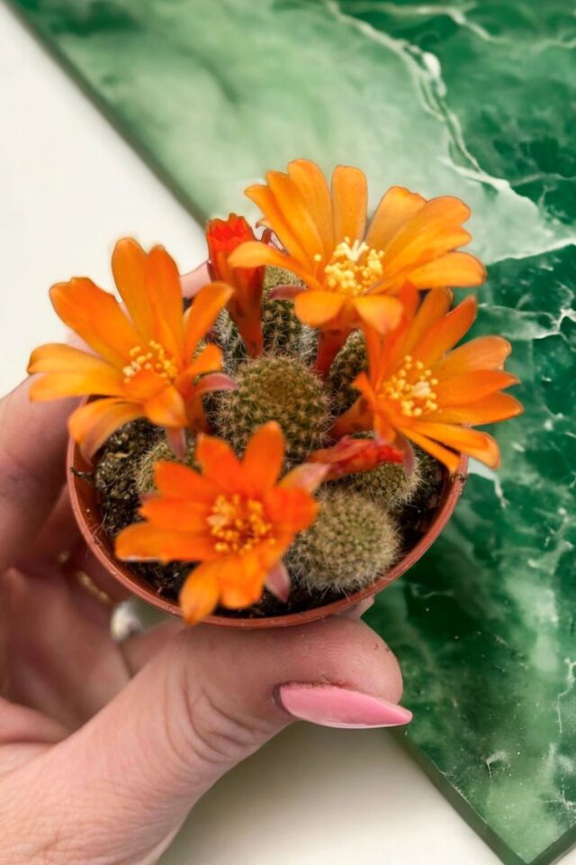Bodur mini Rebutia pulvınosa turuncu hayat 9-10cm mini