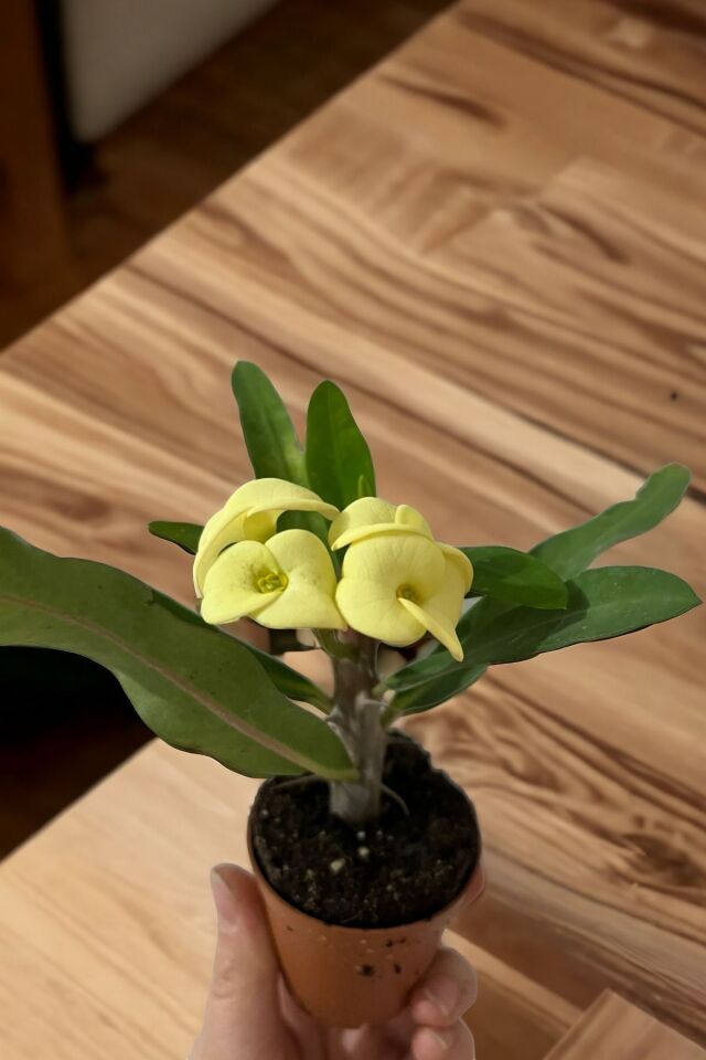 Gold euphorbia dikenler tacı mini boy 12-13cm
