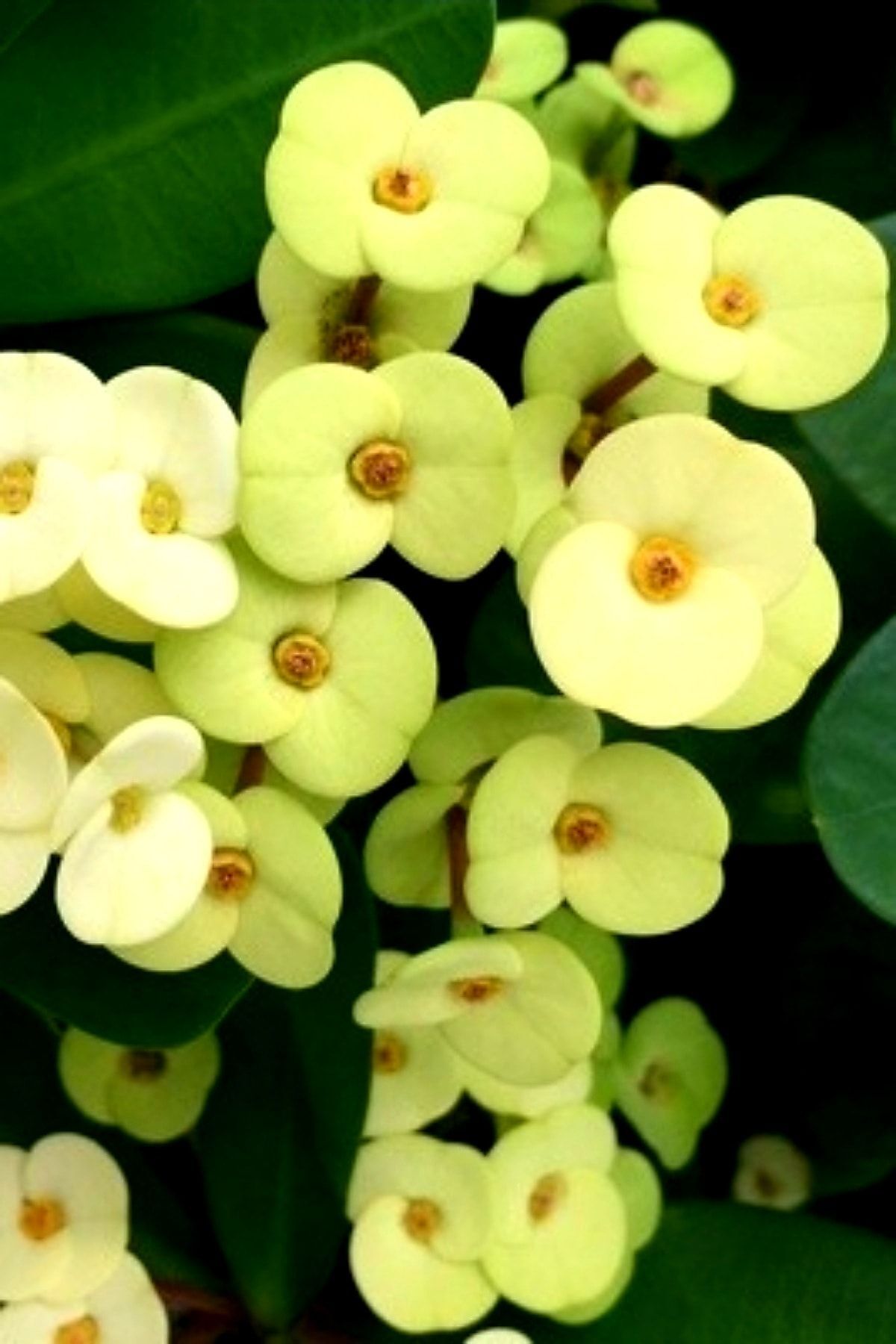 Gold euphorbia dikenler tacı mini boy 12-13cm