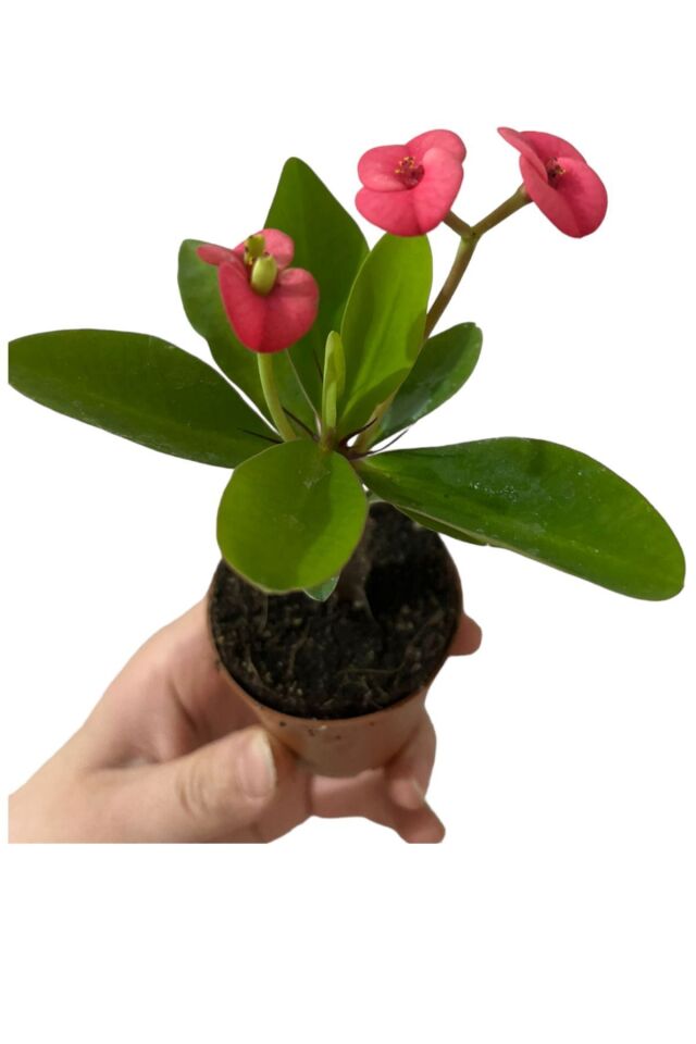 İç mekan Pink pembe  butter euphorbia dikenler tacı mini boy 12-14cm