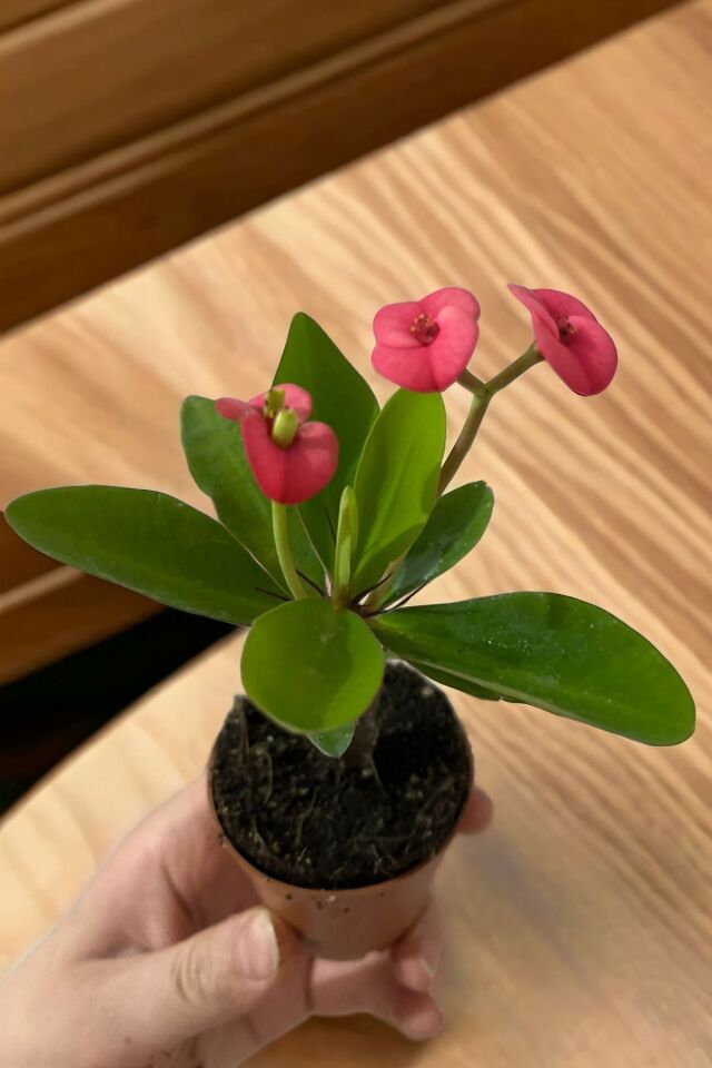 İç mekan Pink pembe  butter euphorbia dikenler tacı mini boy 12-14cm
