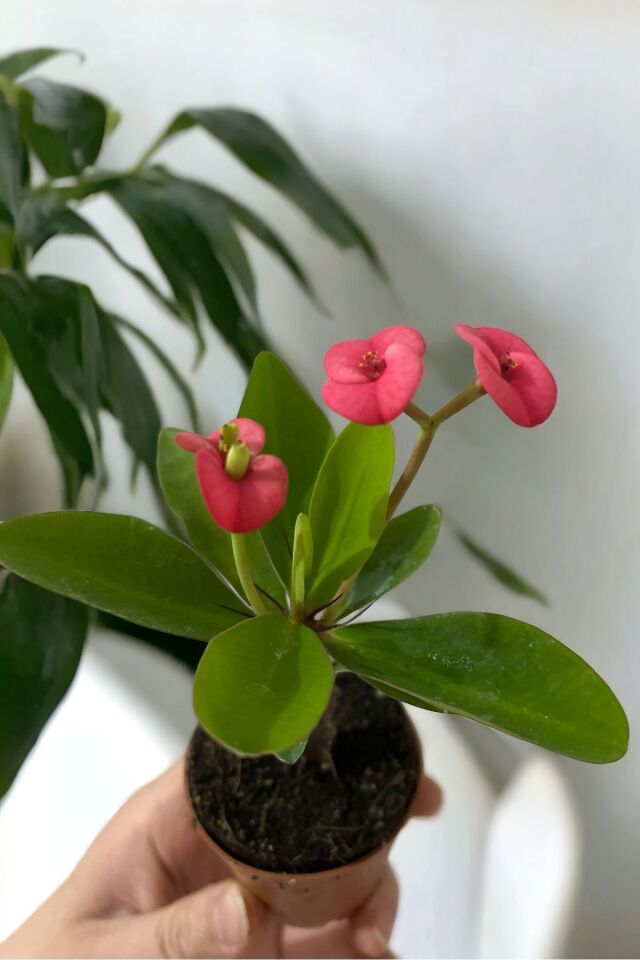 İç mekan Pink pembe  butter euphorbia dikenler tacı mini boy 12-14cm