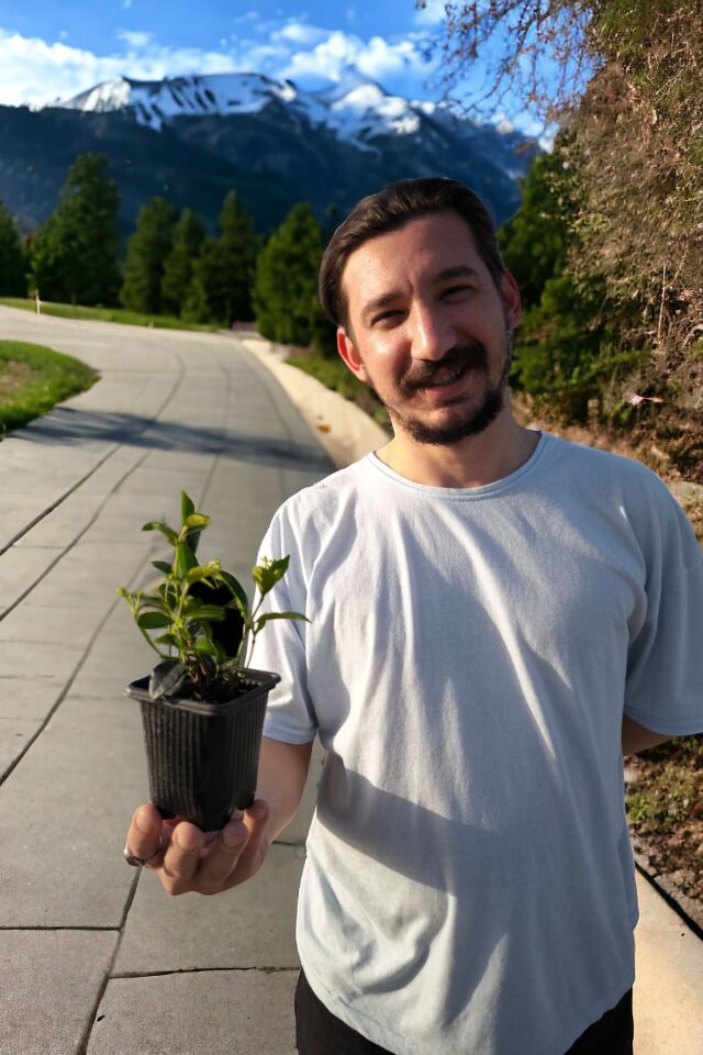 Kokulu sarmaşık yaz kış yaprak dökmeyen cins mini boy