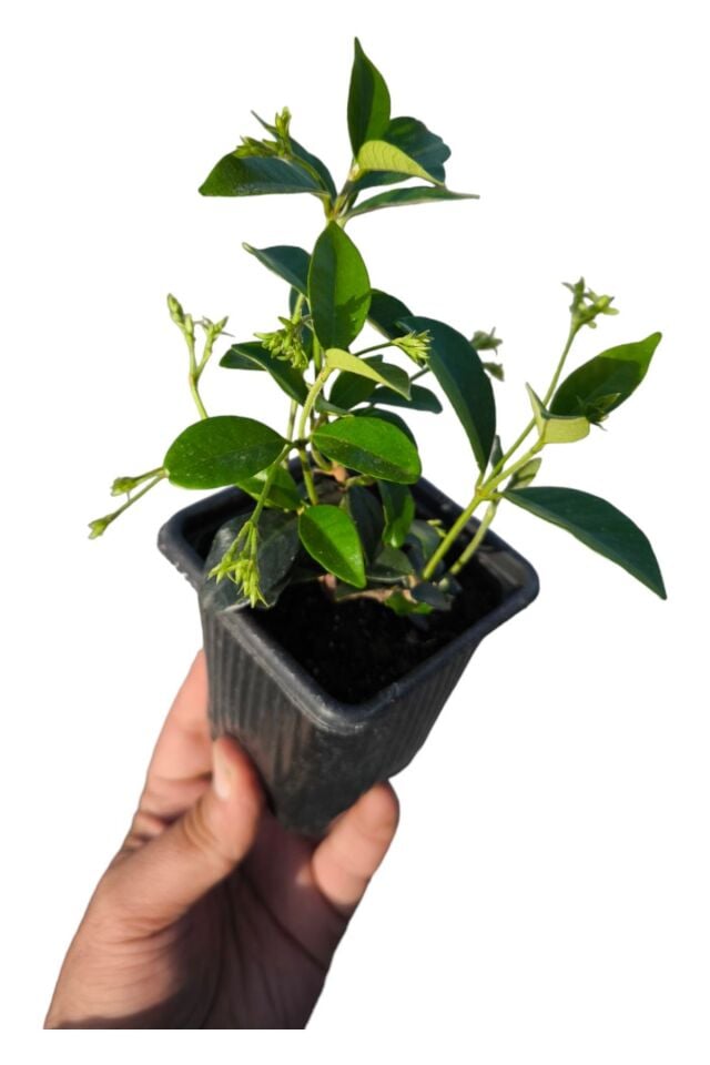 Kokulu sarmaşık yaz kış yaprak dökmeyen cins mini boy