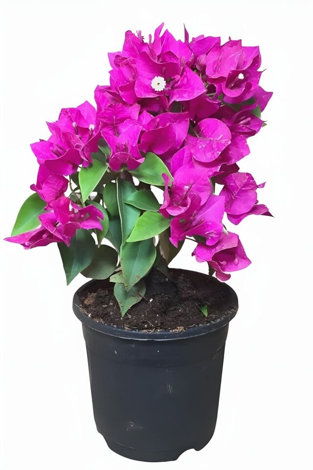 Pembe begonvil çiçeği minik 20-23cm /şuan çiçeksizdir