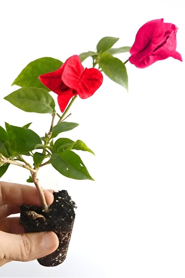 Begonvil iç mekan nar çiçeği minik fide 21-24cm/şuan çiçeksizdir