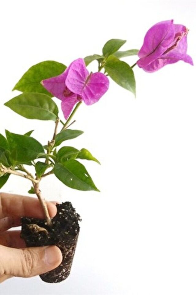 Begoinville minyatür pembe /şuan çiçeksizdir 19-20cm