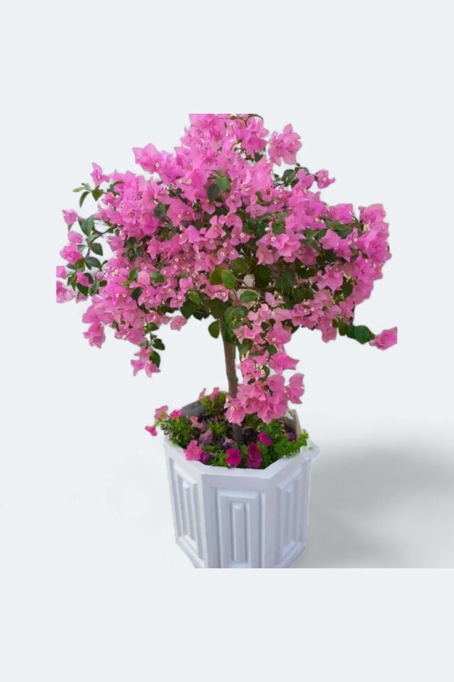 Begonvil koyu pembe fide 20-23cm minik /şuan çiçeksizdir