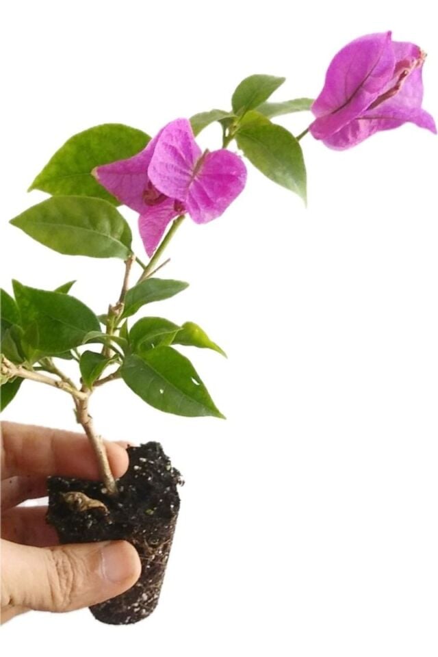 Minyatür( minik ) begonvil 20-22cm /şuan çiçeksizdir