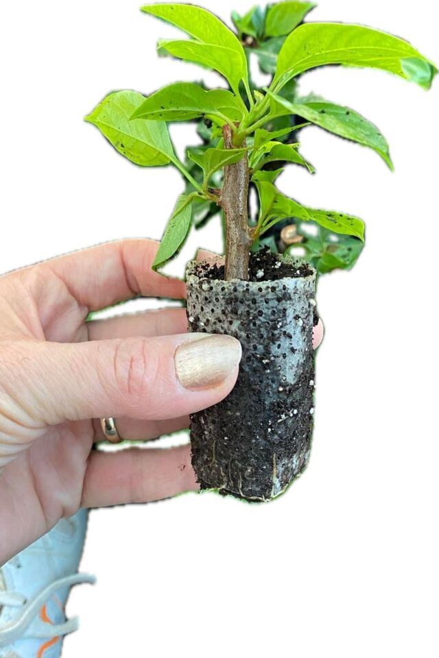 kırmızı -beyaz begonvil özel tür 20-22cm minik