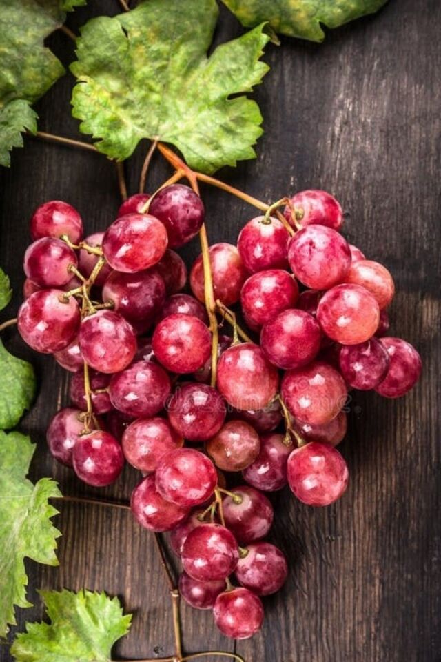 Koyu pembe üzüm fidesi özel tür açık kök dikime hazır 40cm