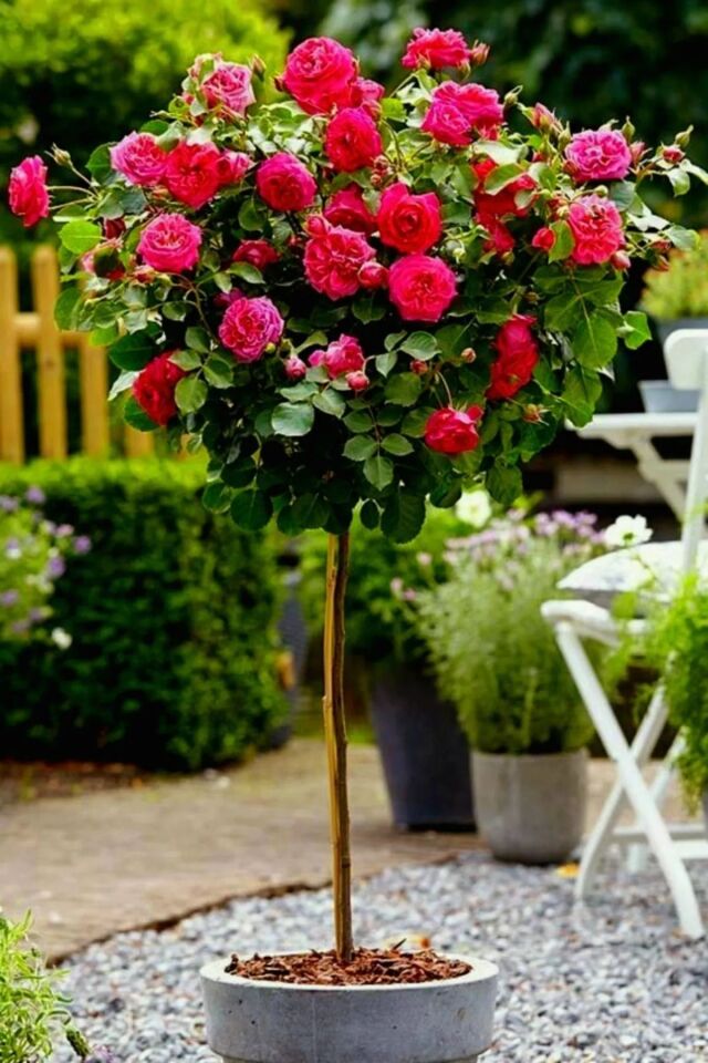 açık kök dikime hazır dış mekan gül baston pembe 37-38cm