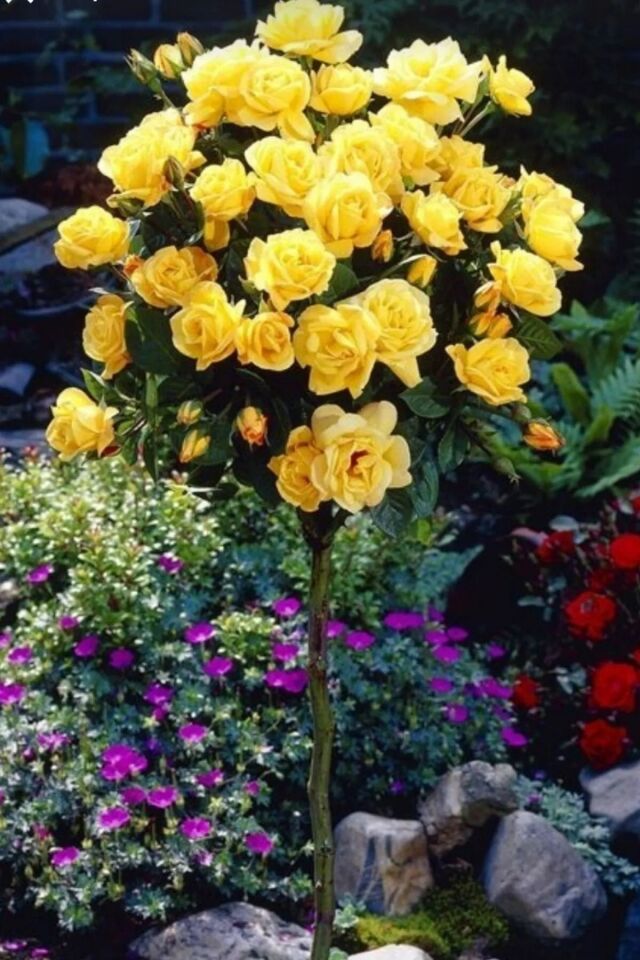 Sarı Baston gül dış mekan ağacı 26-29cm Açık kök dikime hazır