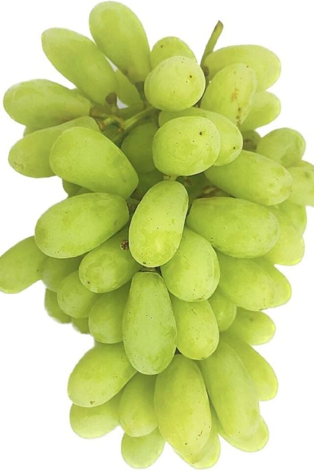 Parmak üzüm fidesi açık kök 35-37cm dikime hazır