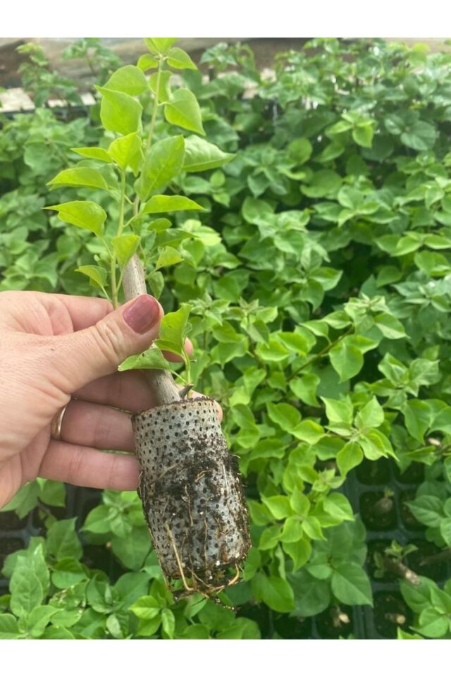 Fide begonvil fuşya renk boy 28-30cm /şuan çicçeksizdir