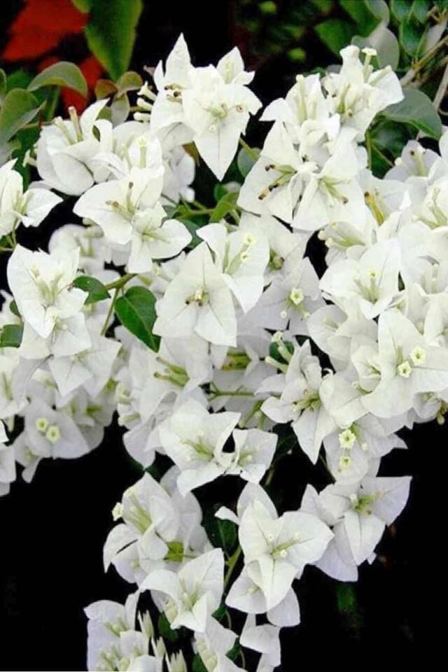 Aşılı beyaz begonville 26-28cm /şuan çiçeksizdir