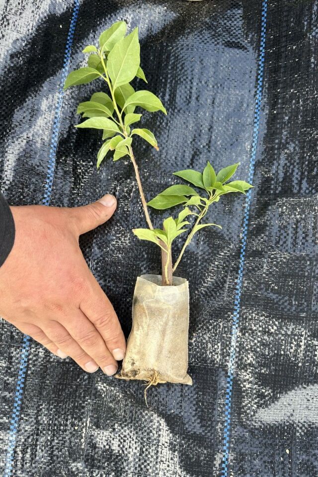 Begonvil bodur fidesi beyaz 20-25cm minik dikime hazır/suan çiçeksizdir
