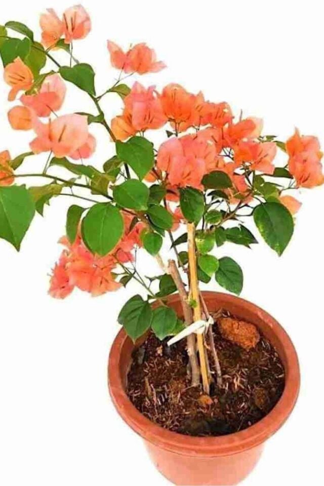 Begonvil fidesi turuncu 20-25cm minik dikime hazır/suan çiçeksizdir