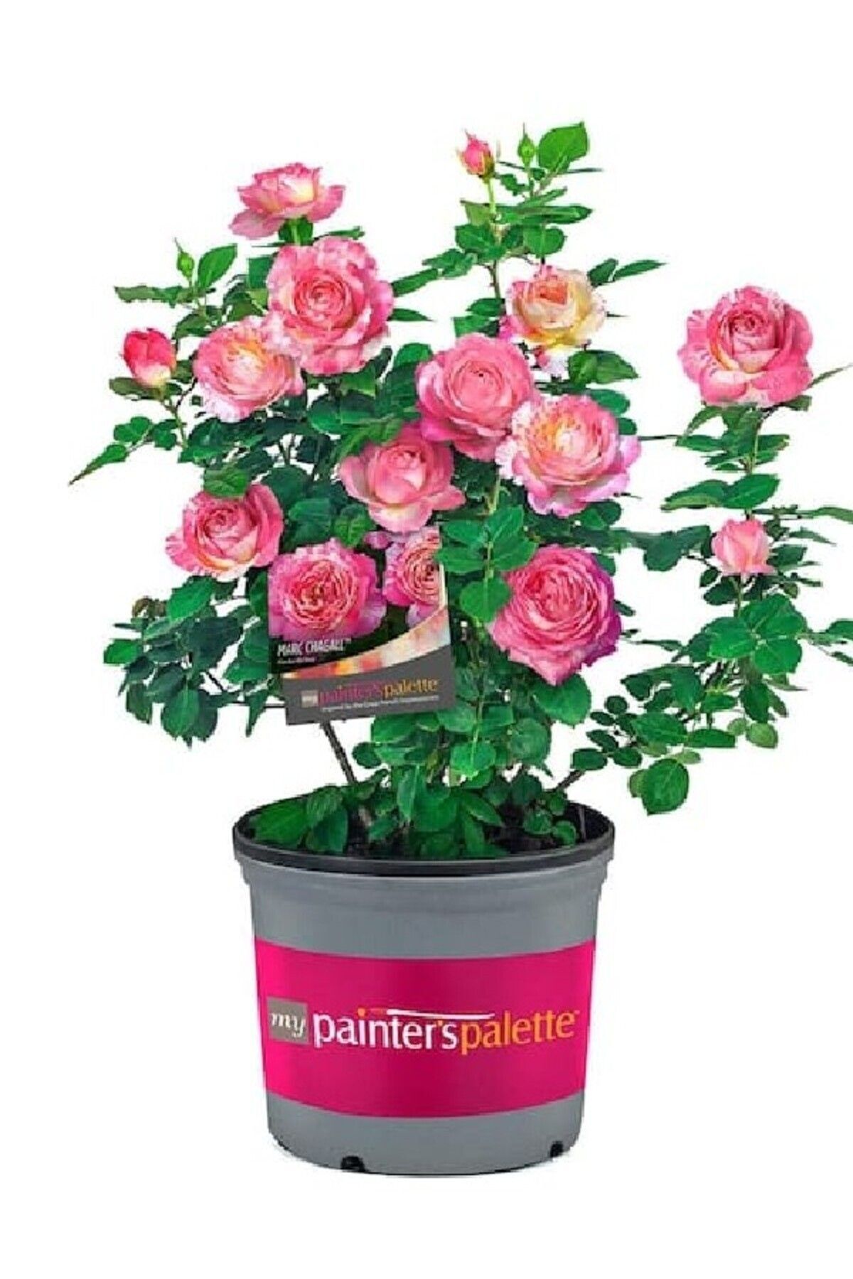 Bodur gül sihirbaz pembe açık kök dikime hazır 30-35cm