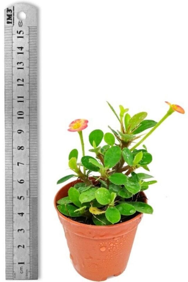 İç mekan euphorbia çiçeği pembe mini boy 5.5cm