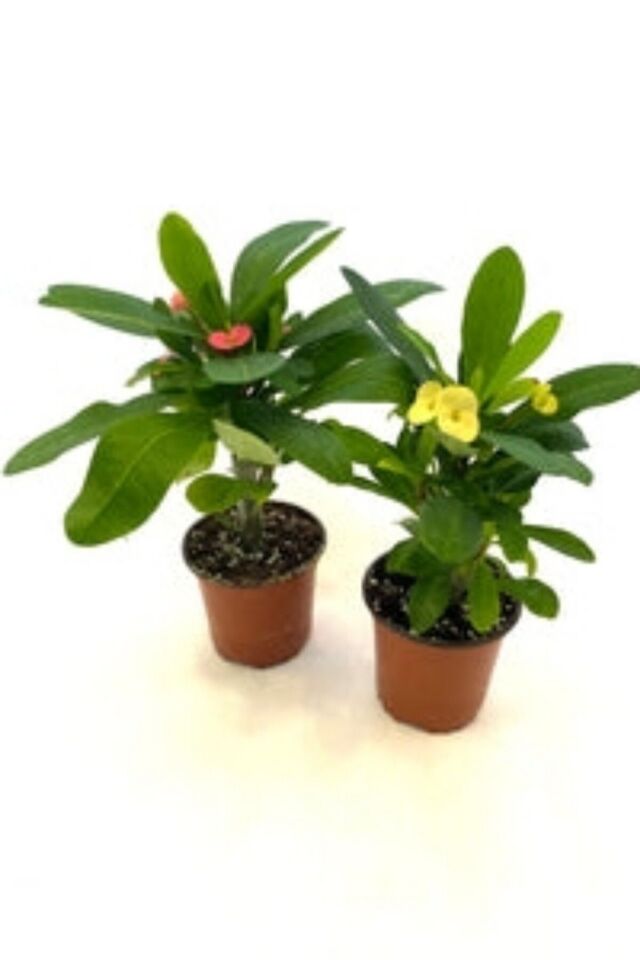 İç mekan euphorbia çiçeği pembe mini boy 5.5cm