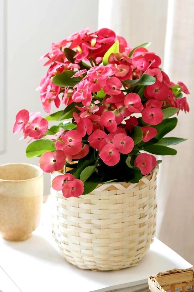 İç mekan euphorbia çiçeği pembe mini boy 5.5cm