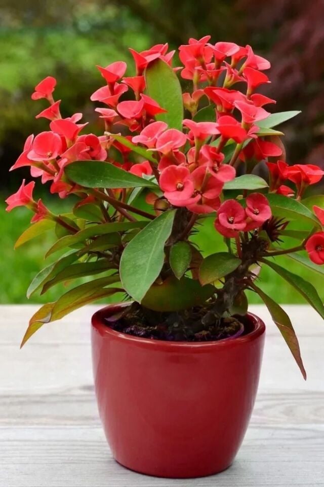 İç mekan euphorbia kırmızı mini boy 5.5cm saksıda