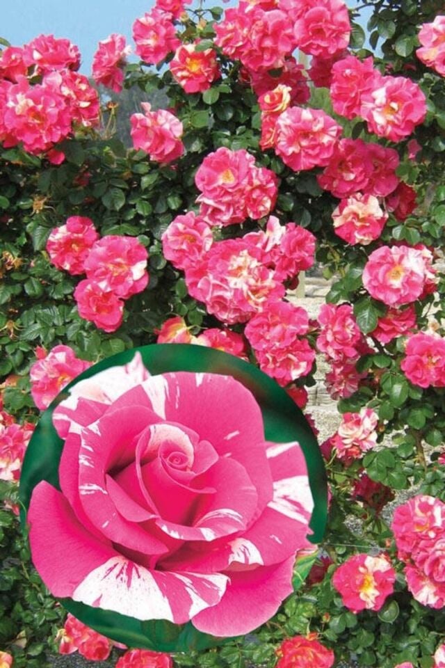 Sihirbaz pembe sarmaşık gül fidanı fidesi açık kök 30-35cm
