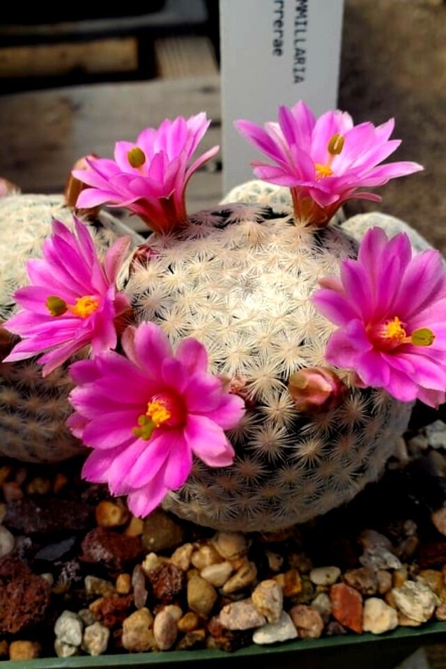 Pamuk prenses sukulent pembe 5.5cm mini boy /şuan çiçeksizdir