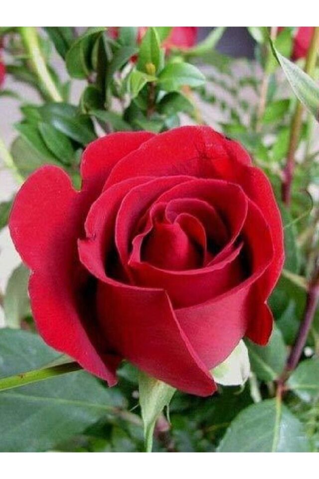 FİDE gül açık kök love kırmızı renk fidesi fidanı açık kök